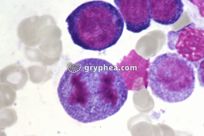 Moelle osseuse humaine cellules en mitose - anaphase x400 - gryphea.com